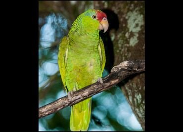 Capacitan a ejidatarios para proteger a loros y cotorras en Tamaulipas