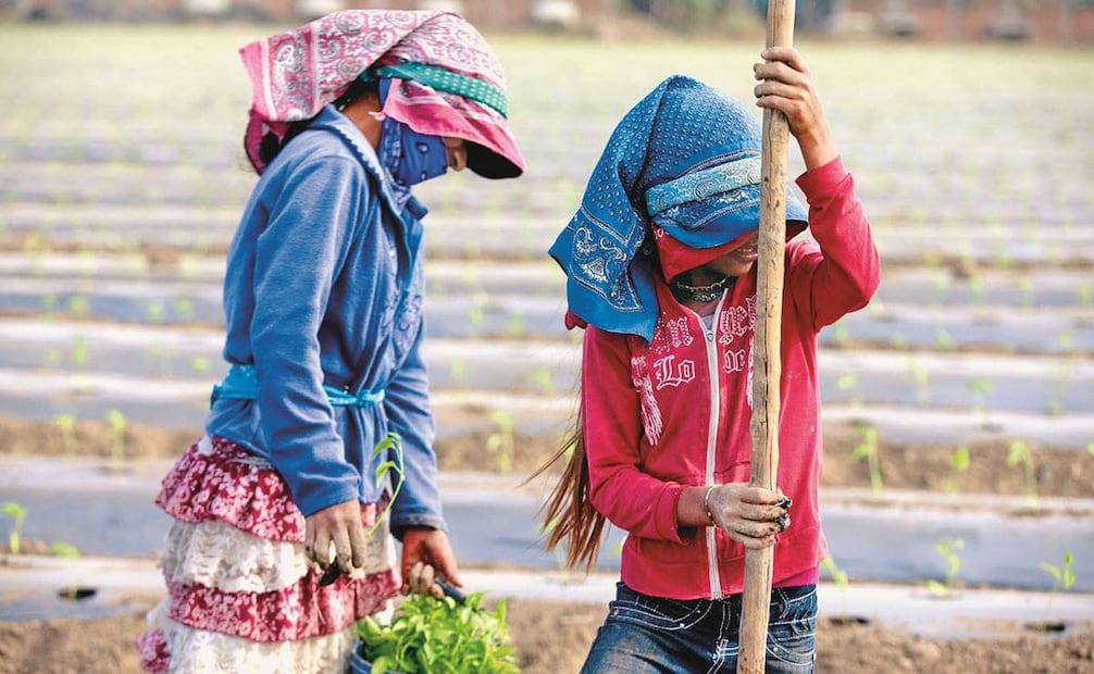 Para miles de jornaleros en todo el país, el paliacate no es un adorno, sino una herramienta que protege del sol y el polvo. Foto: Rodolfo Ayala/EL UNIVERSAL.