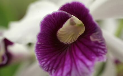 Así es como las flores revolucionaron la vida en el planeta Tierra