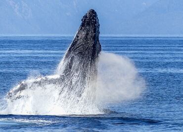 ONGs denuncian megaproyecto que atenta contra ecosistemas del Golfo de California; piden revocar contratos