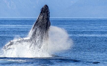 ONGs denuncian megaproyecto que atenta contra ecosistemas del Golfo de California; piden revocar contratos