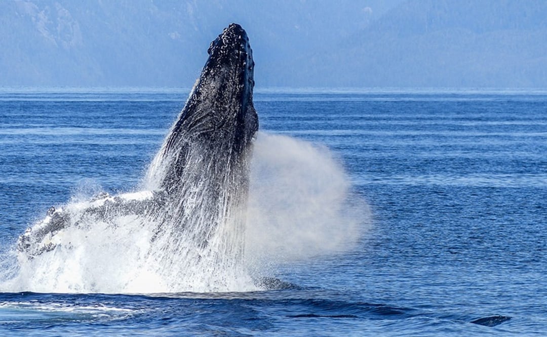 Ballena jorobada. Foto: Pixabay