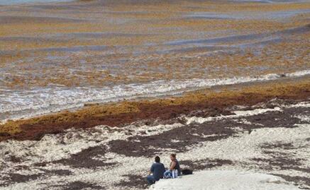 Mexico to spend US$9.1 million on seaweed cleanup