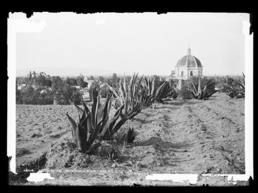 La planta de los paisajes mexicanos