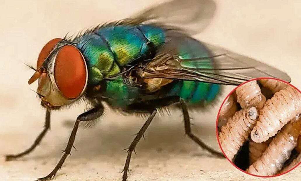 Debido a la propagación del gusano barrenador en más estados del país, Senasica importará todos los días del año pupas estériles desde Panamá. Foto: Especial