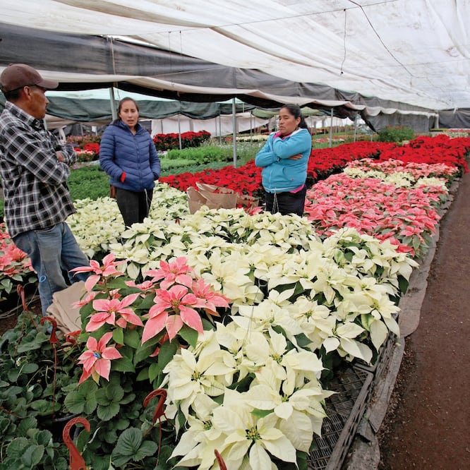 A mediados de año, los dueños de invernaderos inician con la plantación de nochebuenas rojas, blancas, rosas y algunas jaspeadas, para comercializarlas al mayoreo en la época decembrina. Fotos: JORGE ALVARADO. EL UNIVERSAL