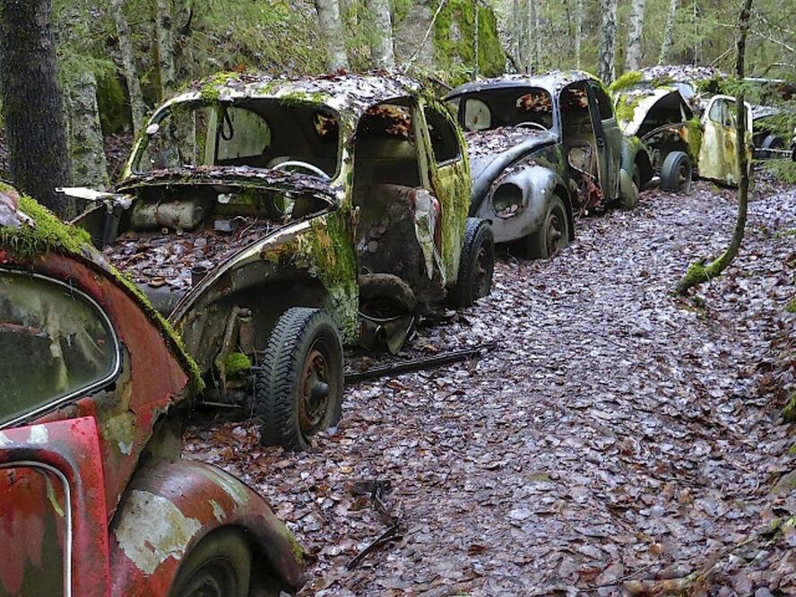 El tenebroso bosque con cientos de Vochos abandonados a la mitad de la nada