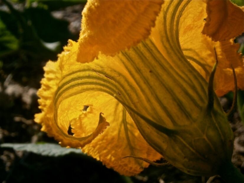 Conoce la importancia de los quelites en la alimentación