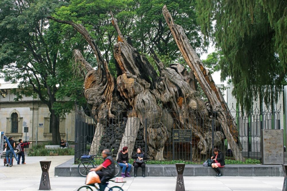 Se dice que en el Árbol de la Noche Triste Hernán Cortés lloró una derrota. El ahuehuete tiene más de 500 años y ha sufrido dos incendios, en 1972 y 1981