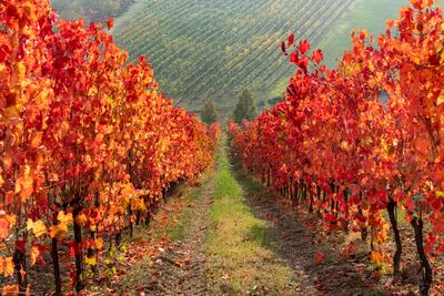 Redescubriendo un gran italiano: Lambrusco 101