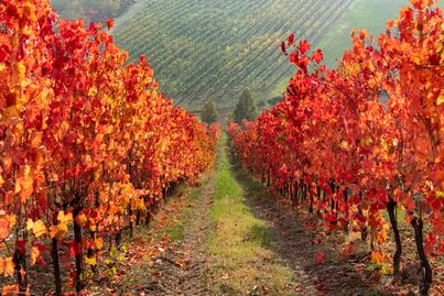 Redescubriendo un gran italiano: Lambrusco 101