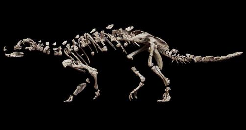 El hallazgo de fósiles de dinosaurio acorazado que desconcierta a paleontólogos