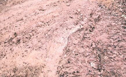 Entierran vivo a perro en EU; buscan al culpable