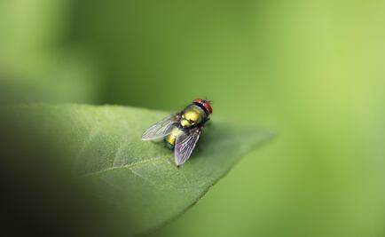 Reaparecen moscas "quebrantahuesos" consideradas extintas hace más de un siglo en Francia