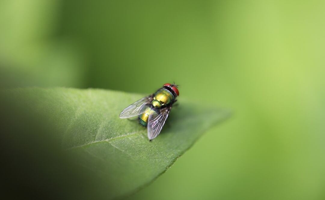 Foto: Ilustrativa. Pixabay 