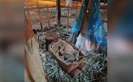 Familia logra adopción de perro que encontró dormido en un nacimiento en Brasil