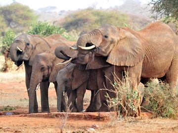 La caza aniquilará el 40% de los grandes mamíferos