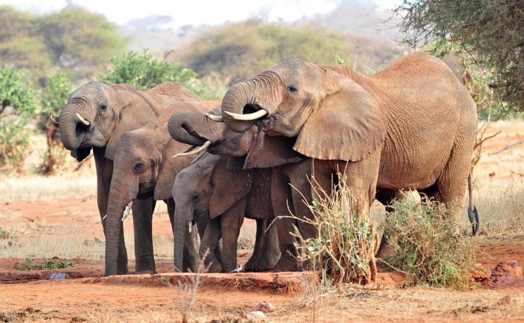 La caza amenaza a los grandes mamíferos/ Xinhua 