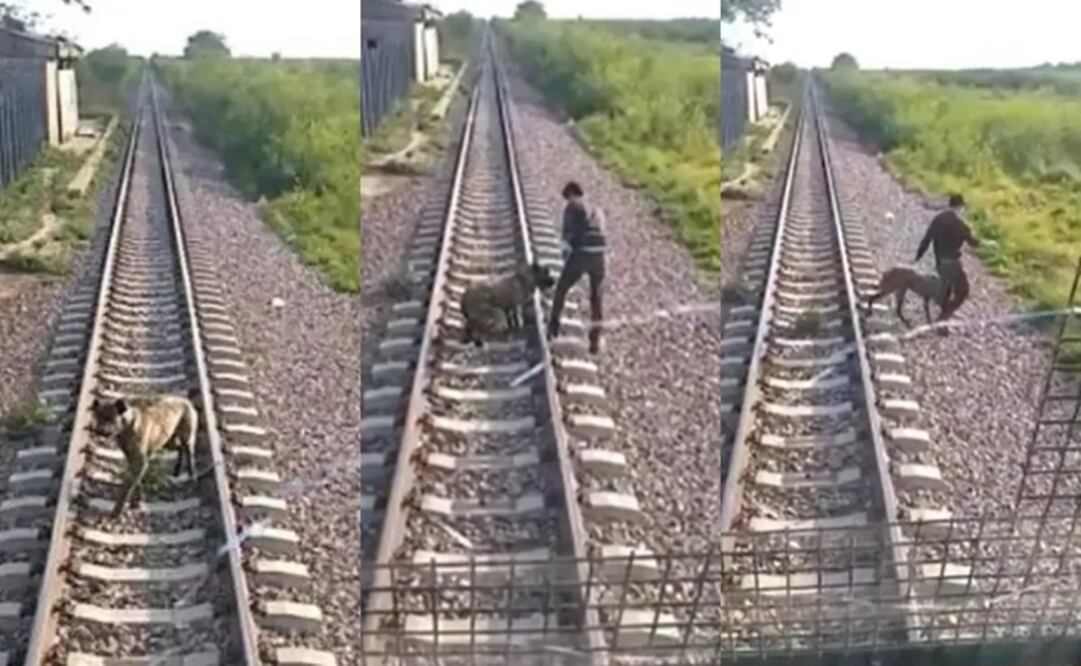 Un maquinista de trenes logró salvar a un perro que había sido atado a las vías con una cadena en Chaco. Foto: Tomada del video