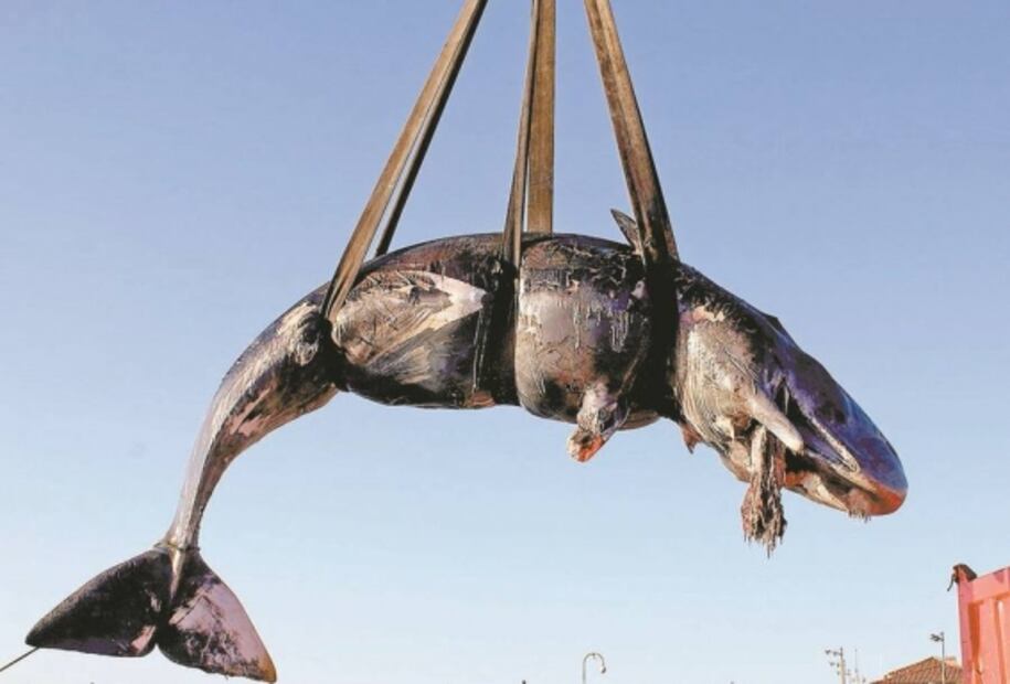 Guerra contra el plástico