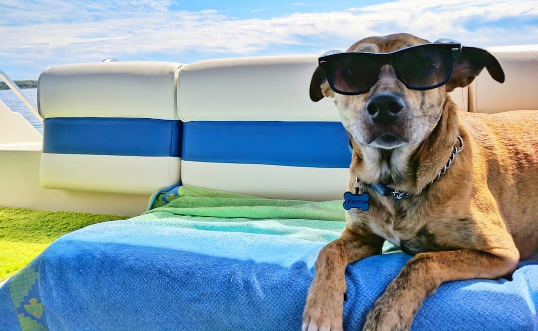 Viaja con tu mascota, estos destinos los recibirán con los brazos abiertos. Imagen: Unsplash