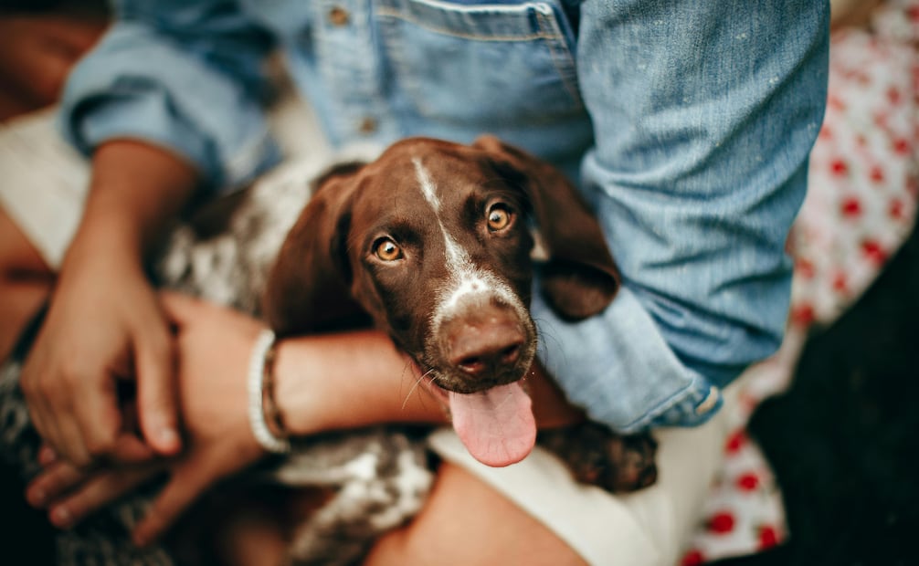 La alimentación de tu mascota depende, en gran parte, de su edad. Foto: Canva