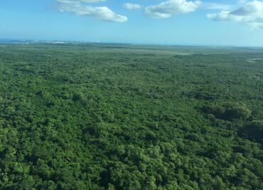 El destino del planeta depende de los bosques en el Sur Global*