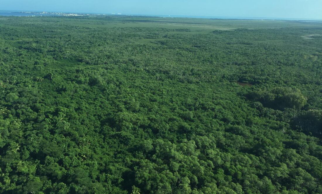 Selva maya en México. (Foto: ©Omar Vidal)