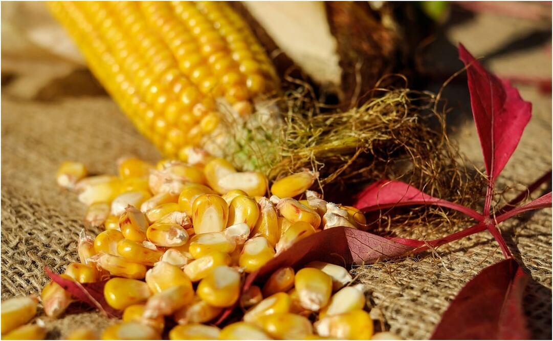 México tiene 180 días para demostrarle a EU que la prohibición al maíz transgénico para consumo humano tiene bases científicas. Foto: Pixabay