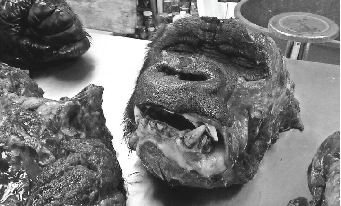 Una necropsia que parece carnicería, lo más leído