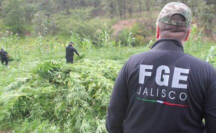 Destruyen 30 mil plantas de mariguana en Jalisco