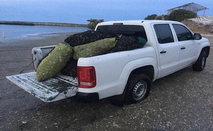 FGR asegura más de 2 toneladas de producto marino en veda en BCS