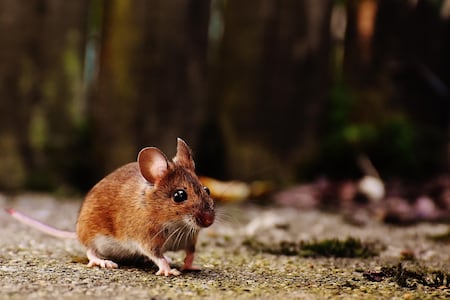 Científicos estudian hantavirus en roedores