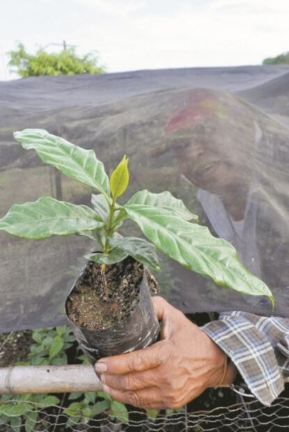 “El corte de café es nuestra mejor fiesta decembrina”, dice agricultor