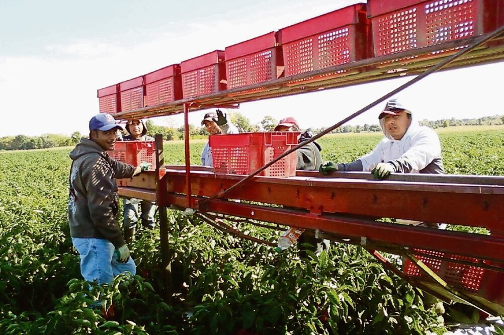 La fuerza de trabajo de los migrantes en Estados Unidos impulsa la economía diaria del país, por lo que deportarlos implicaría graves pérdidas en el Producto Interno Bruto y otras áreas financieras. (FOTO: ARCHIVO EL UNIVERSAL)
