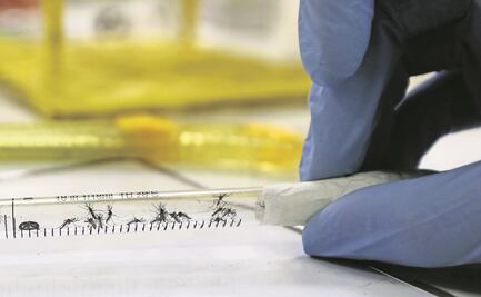 Ssa confirma 419 casos de zika en México