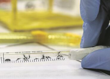 Ssa confirma 419 casos de zika en México