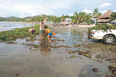 Invade lirio acuático la playa de Sayulita 