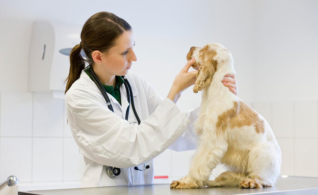 Foto: cortesía Mars