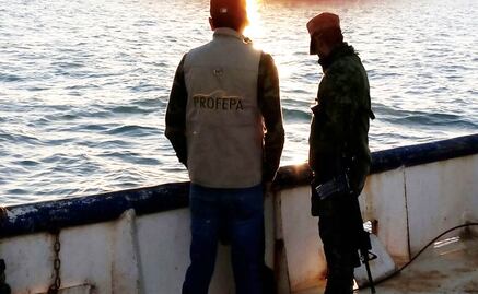 Profepa redobla acciones para la protección de vaquita marina