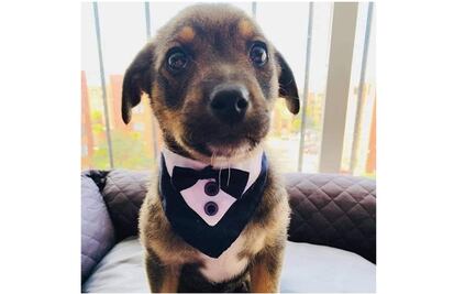 “Vicente”, el perrito al que dejaron plantado y la difícil tarea de rescatar animales en Bogotá