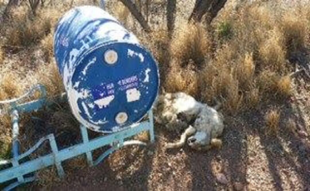 Someone shot at one station about five miles east of the town of Arivaca and left the carcass of a coyote next to it. (Photo: Border Action Network) 