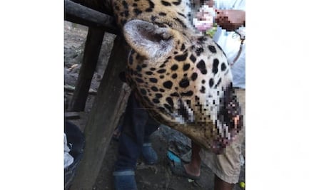 Cazan y desuellan a un jaguar en Campeche; tras denuncia Profepa realiza operativo 