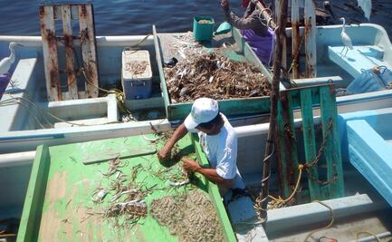Chocan pescadores de Yucatán y Campeche por temporada de captura de pulpo