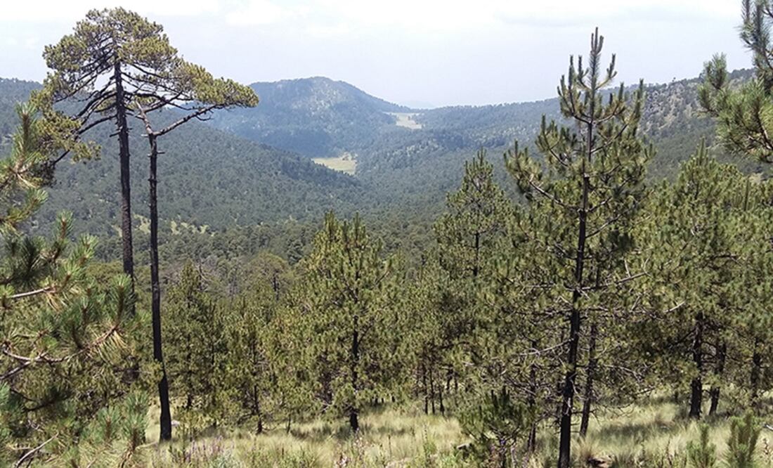 Bosque Magdalena Petlacalco. (Foto: Cortesía Conafor)