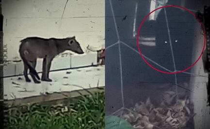 VIDEO: Captan un "perro fantasma" en Bolivia; ¿de qué se trata?