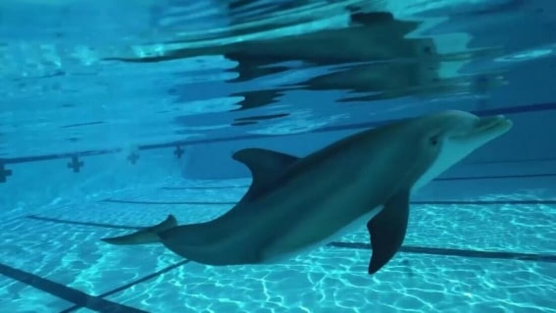 Con aterrador robot lobo, Japón ahuyenta a los osos