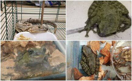 Rescatan 9 animales en empresa de paquetería en Chihuahua