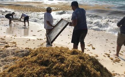Senado deja en "congeladora" dictamen que aborda problemática del sargazo 