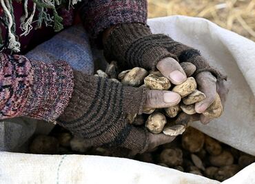 El chuño, el método ancestral para conservar las papas por 20 años